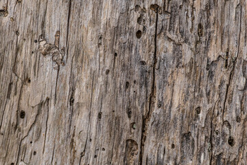 Tree bark texture