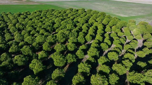 Stone pine plantation in the surroundings of the Lagunas de Villaf&aacute;fila Nature Reserve. Zamora. Castile and Leon, Spain, Europe