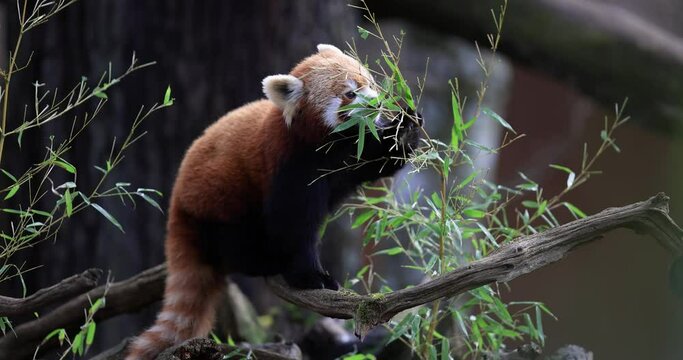 Portrait of a red panda in the forest