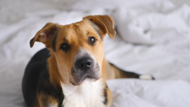 Close up 4K video of a tricolor outbred or mongrel dog laying on a bed on white linen and attentively and calm looking at camera, tilting head, listening. Pets are family members and friends. Adopting
