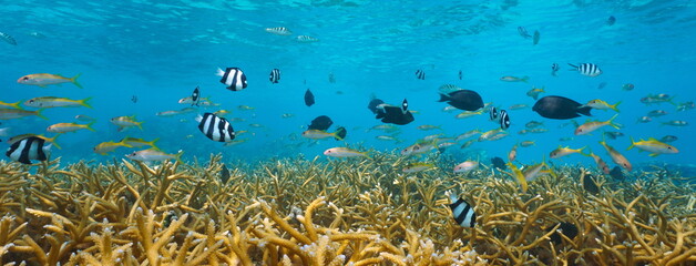 Tropical fish and coral reef Pacific ocean underwater, Tahiti, French Polynesia - obrazy, fototapety, plakaty