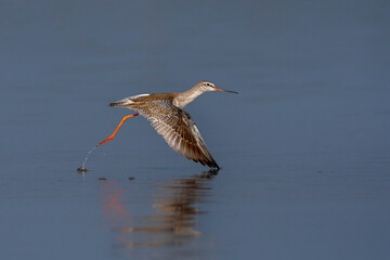 Common Redshank take off from the water.