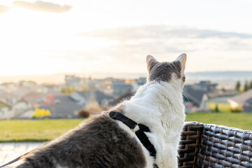 A short hair gray and white cat looks out over the view from a back yard of the valley and city...