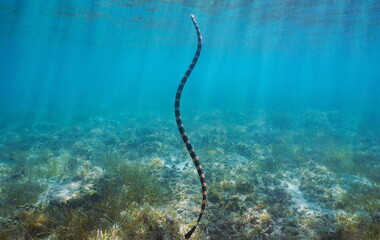 Underwater sea snake rising to water surface (yellow-lipped sea krait, Laticauda colubrina), south Pacific ocean, New Caledonia, Oceania