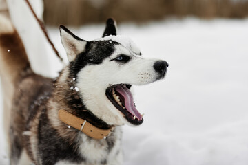 woman with a purebred dog outdoor games snow fun travel winter holidays