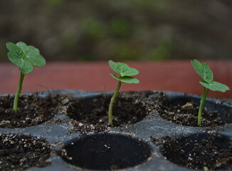 A young nasturtium sprout in a pot, ready to be planted