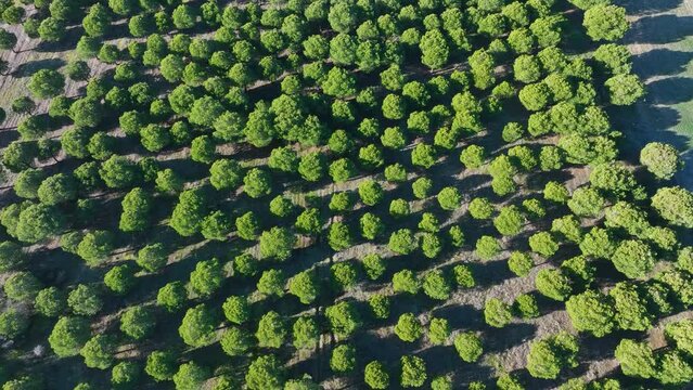 Stone pine plantation in the surroundings of the Lagunas de Villaf&aacute;fila Nature Reserve. Zamora. Castile and Leon, Spain, Europe