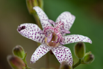 Fototapeta na wymiar Tricyrtis or toad lily with buds on a green bokeh background