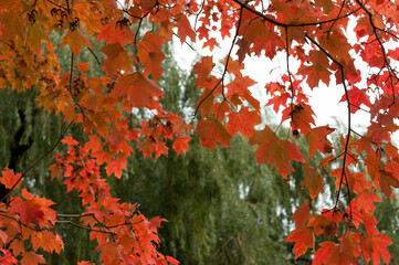 red maple leaves