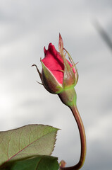 rosebud on gray sky (strobe lighting)