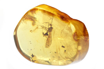 Baltic amber with winged ant isolated on white background