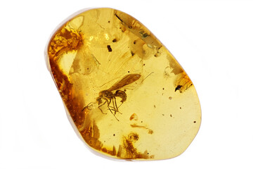 Baltic amber with winged ant isolated on white background
