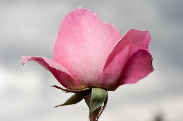 isolated pink flower against a gray sky