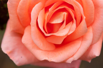 close up of a rose (orange pink)