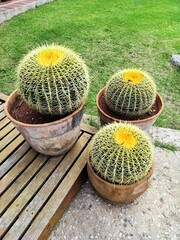3 pots de terre avec jolis Cactus vert et jaune