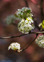 Flowering pear tree blossoms