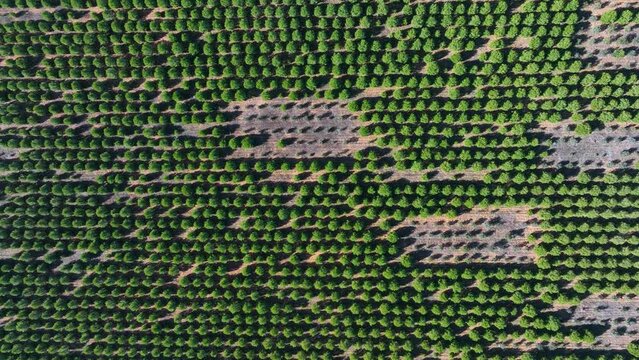 Stone pine plantation in the surroundings of the Lagunas de Villaf&aacute;fila Nature Reserve. Zamora. Castile and Leon, Spain, Europe