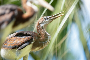 juvenile great blue heron chick is perched on a tree limb in the wetlands