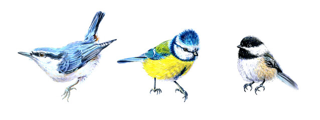 Set of three birds drawn with markers. Tits, nuthatch and chickadees. Suitable for print, postcard, sketchbook cover, poster, stickers, your design. © Nataliia