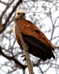Closeup portrait of a Black-collared Hawk (Busarellus nigricollis) perched in tree in the Pampas del Yacuma, Bolivia.