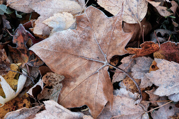 Frost covered tan autumn leaves laying on the forest floor