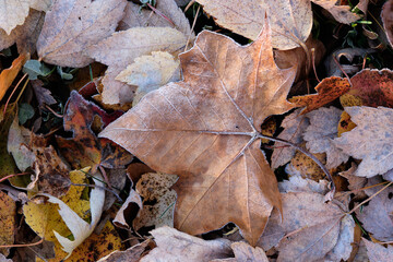 Frost covered tan autumn leaves laying on the forest floor