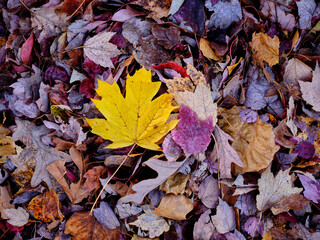 Bright yellow leaf laying on a bed of other colorful autumn leaves