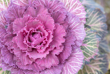 Detail and background of a pink and green cabbage that is open like a flower