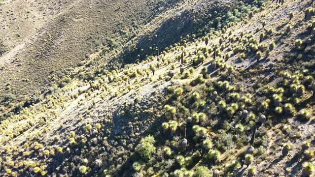 The best of Peru: Bosque De Puyas Raimondi in Ayacucho - Vilcas Huam&aacute;n