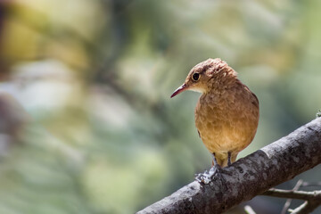 joão-de-barro (Furnarius rufus)