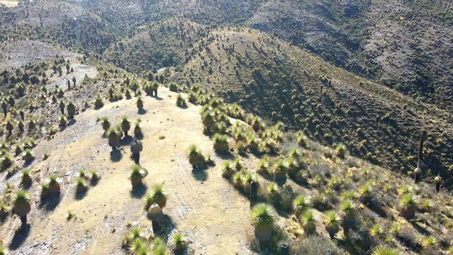 The best of Peru: Bosque De Puyas Raimondi in Ayacucho - Vilcas Huam&aacute;n