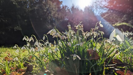 Snowdrops in a forest