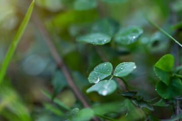 Green clover leaf with water drops after the rain