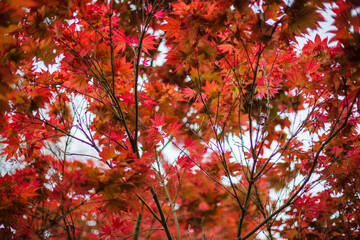 Selected focus shot of red tree Acer palmatum