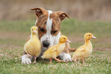 American Staffordshire terrier dog with little ducklings