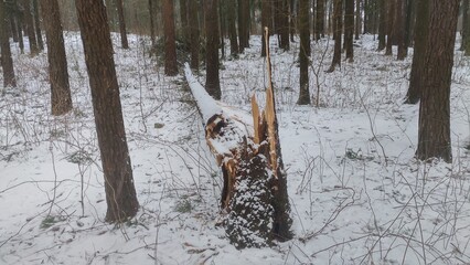 The spruce tree that was growing in the city park was broken and fallen by strong winds during the...