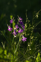 The forking larkspur (lat. Consolida regalis), of the buttercup family (Ranunculaceae). Central Russia.