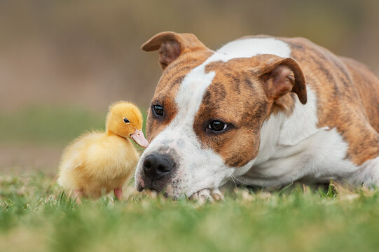 American Staffordshire terrier dog with little duckling
