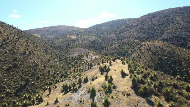 The best of Peru: Bosque De Puyas Raimondi in Ayacucho - Vilcas Huam&aacute;n