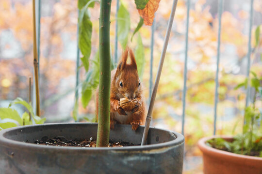 Red squirrel eating walnut. Animal seeking food and robbing nuts on balcony.