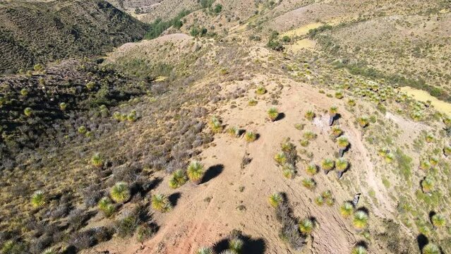 The best of Peru: Bosque De Puyas Raimondi in Ayacucho - Vilcas Huam&aacute;n