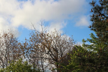 trees and sky