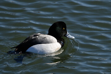Male Greater Scaup duck floating on the surface of a lake