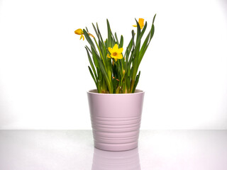 Bouquet of bright yellow daffodils in a white pot on a bright table with copy space