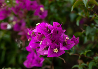 Obraz premium Ornamental plant with purple flowers Bougainvillea closeup in garden