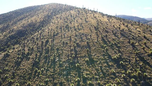 The best of Peru: Bosque De Puyas Raimondi in Ayacucho - Vilcas Huam&aacute;n