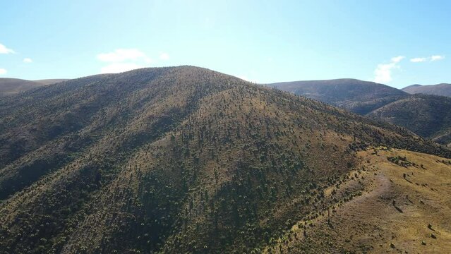 The best of Peru: Bosque De Puyas Raimondi in Ayacucho - Vilcas Huam&aacute;n