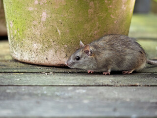 P2250022 wild rat (Rattus rattus) outdoors on a wooden deck cECP 2022
