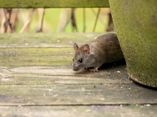 P2260105 wild rat (Rattus rattus) peeking from behind plant pot cECP 2022