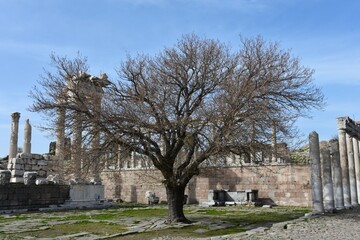 Old tree